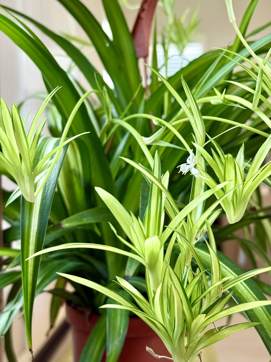 It’s been a while since the last plant update! 

 👀 Can you guess my favourite?