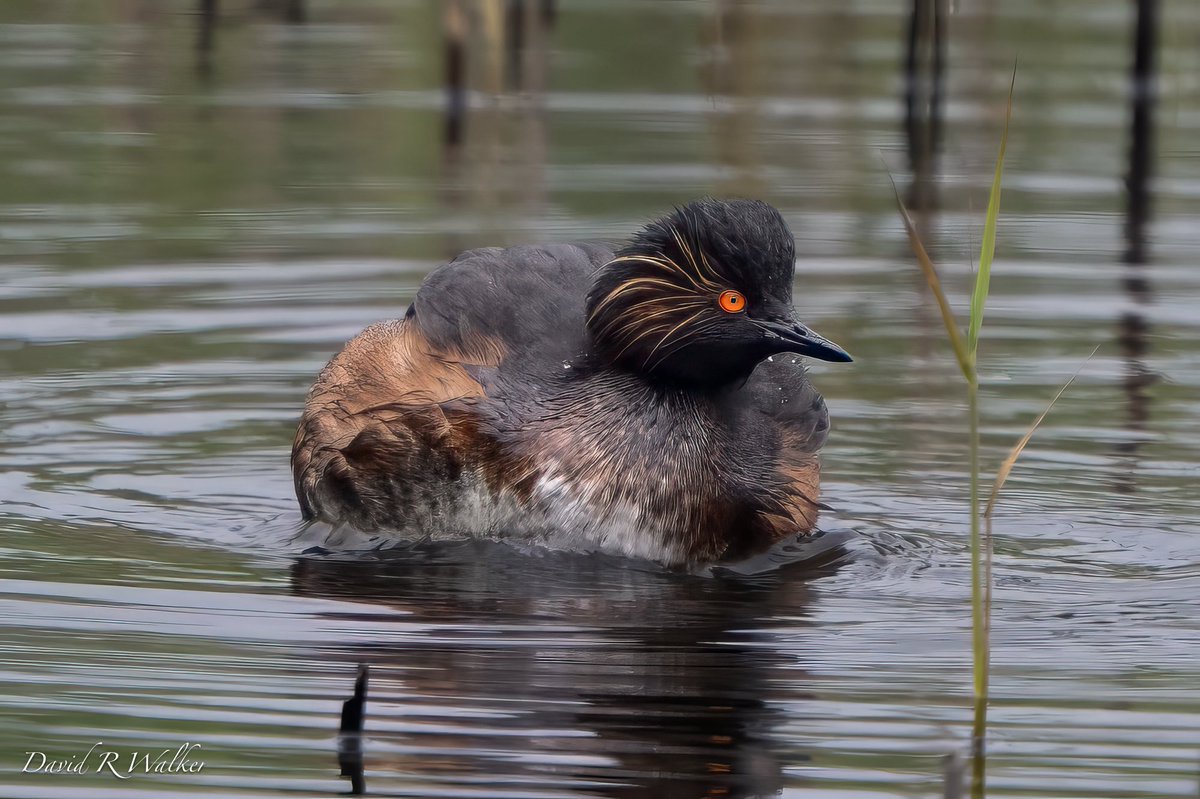 David Walker tweet media