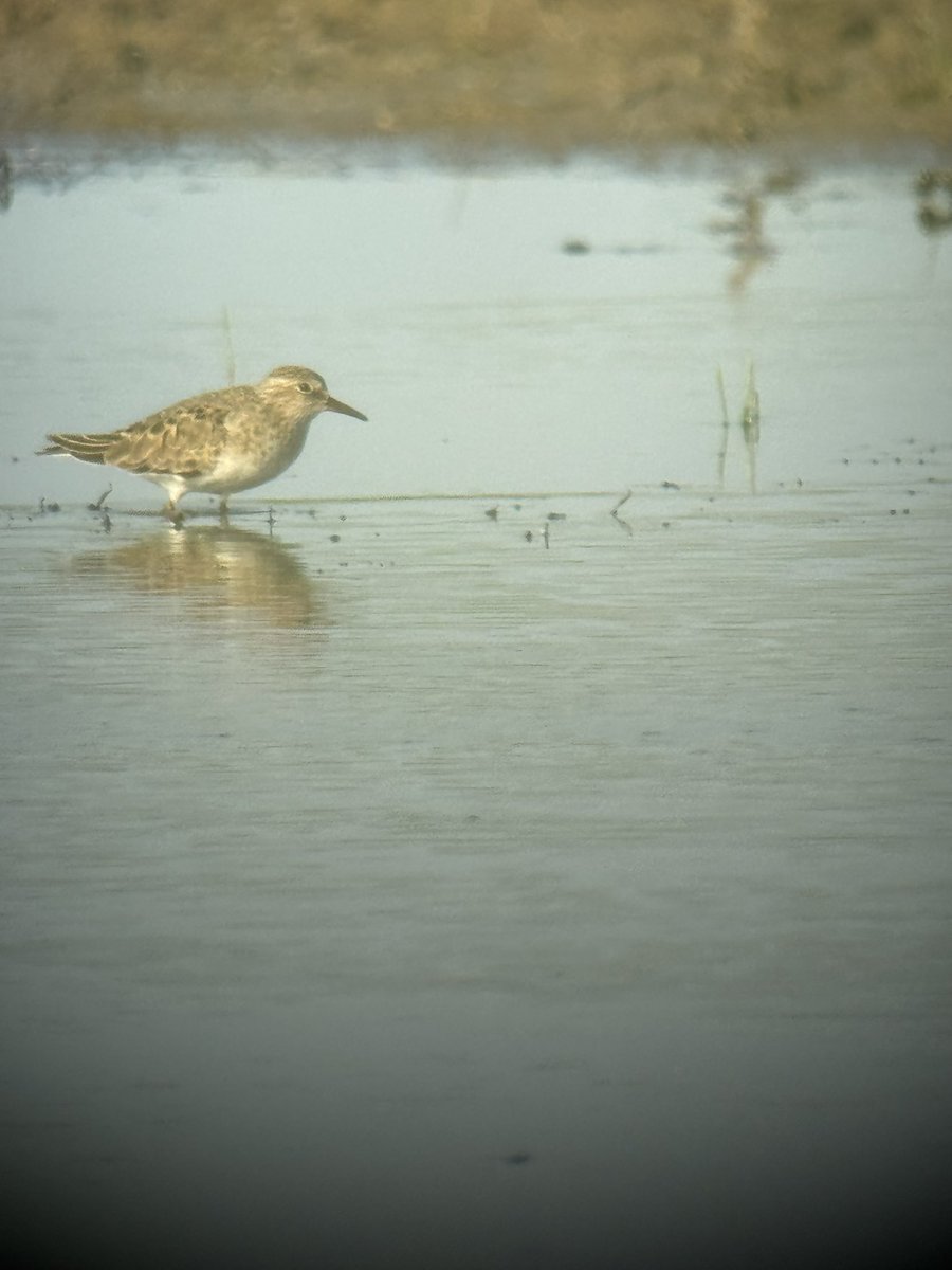 Steve Hearn (@stevesdhearn22) on Twitter photo Pleased to have found a Temminck’s Stint early evening at Discovery Pool, Exminster Marshes plus singing Lesser Whitethroat from railway path <a href="/DevonBirds/">Devon Birds</a> <a href="/RSPBExeEstuary/">RSPB Exe Estuary & Darts Farm</a> Pleased to have found a Temminck’s Stint early evening at Discovery Pool, Exminster Marshes plus singing Lesser Whitethroat from railway path <a href="/DevonBirds/">Devon Birds</a> <a href="/RSPBExeEstuary/">RSPB Exe Estuary & Darts Farm</a>