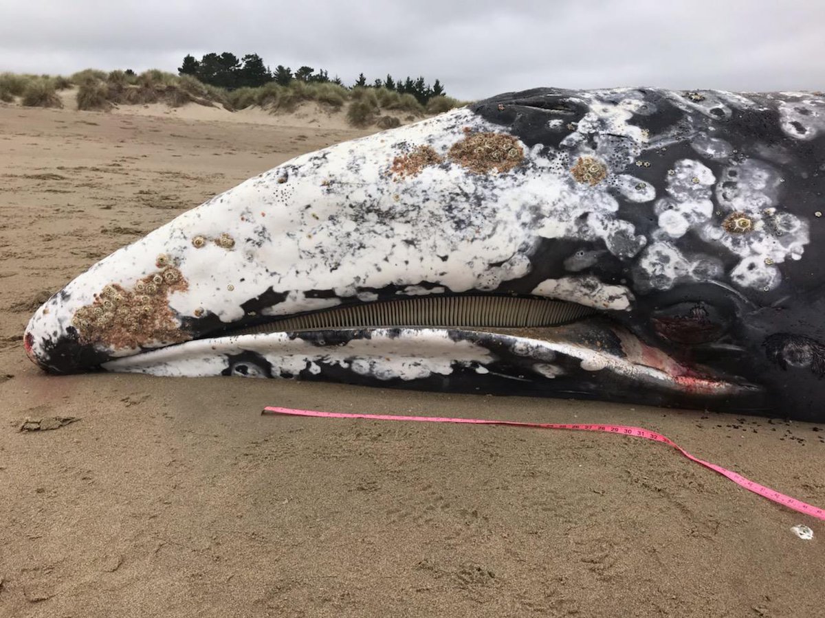 MARK YOUR CALENDARS🔗👉📌

"Gray Whale Tales: Insights Into a Recent Unusual Mortality Event" with Barbie Halaska
Tuesday, May 27, 2025
7:00 PM 8:30 PM
Register Now!: bit.ly/acs-sfbay-BHal…