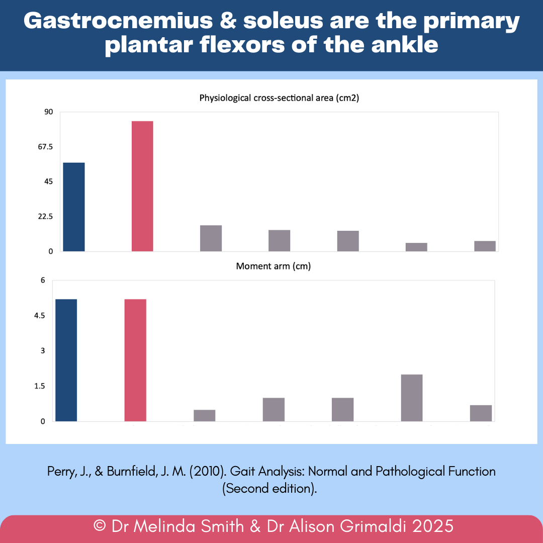 Dr Alison Grimaldi tweet media