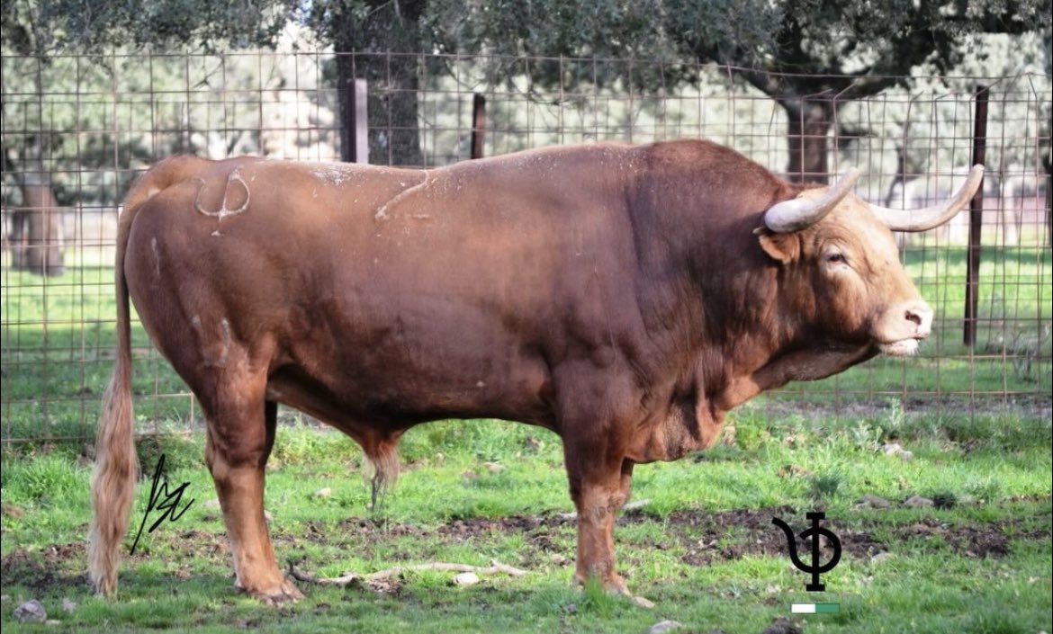 bravura. brigadier-2.