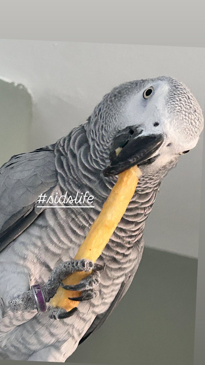 SQUID WANT CHIP!! 🙌🏻 #winningwednesdays 😝 #sidslife #Wednesdayvibe