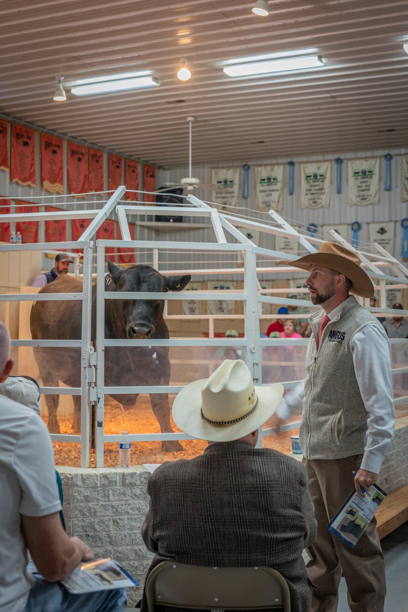 Angus optimism is running high across the country, as strong feeder calf prices fuel record demand for bulls. That’s the report from those in the field. 

Check out the latest episode of #TheAngusConversation: angus.org/angus-media/an…