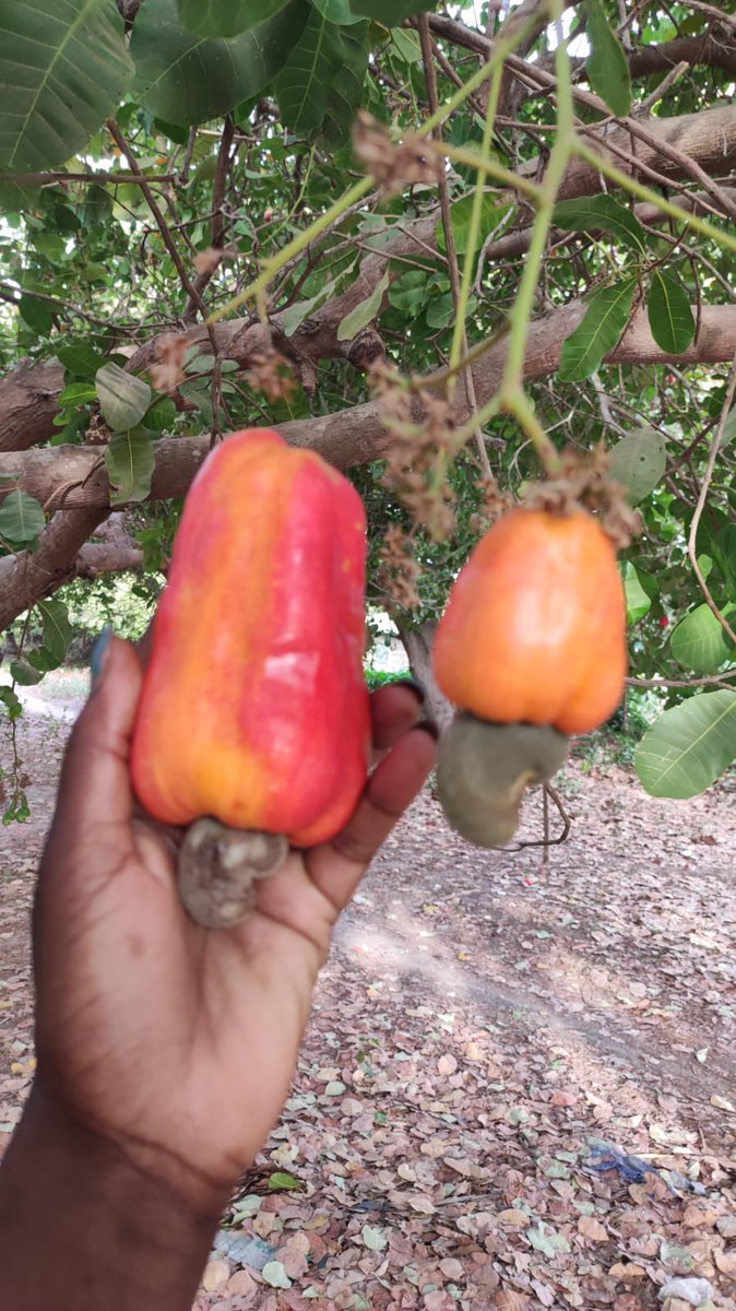 le_ninee's tweet photo. **1. Une culture clé 🌱**
L’anacardier domine les régions manjaques (Cacheu, Biombo, Oio) grâce au climat tropical. Les Manjaques le cultivent en systèmes agroforestiers avec riz ou mil. La récolte (mars-juin) mobilise leur savoir-faire artisanal. #Agriculture #Cajou https://t.co/UysQqqSWyW