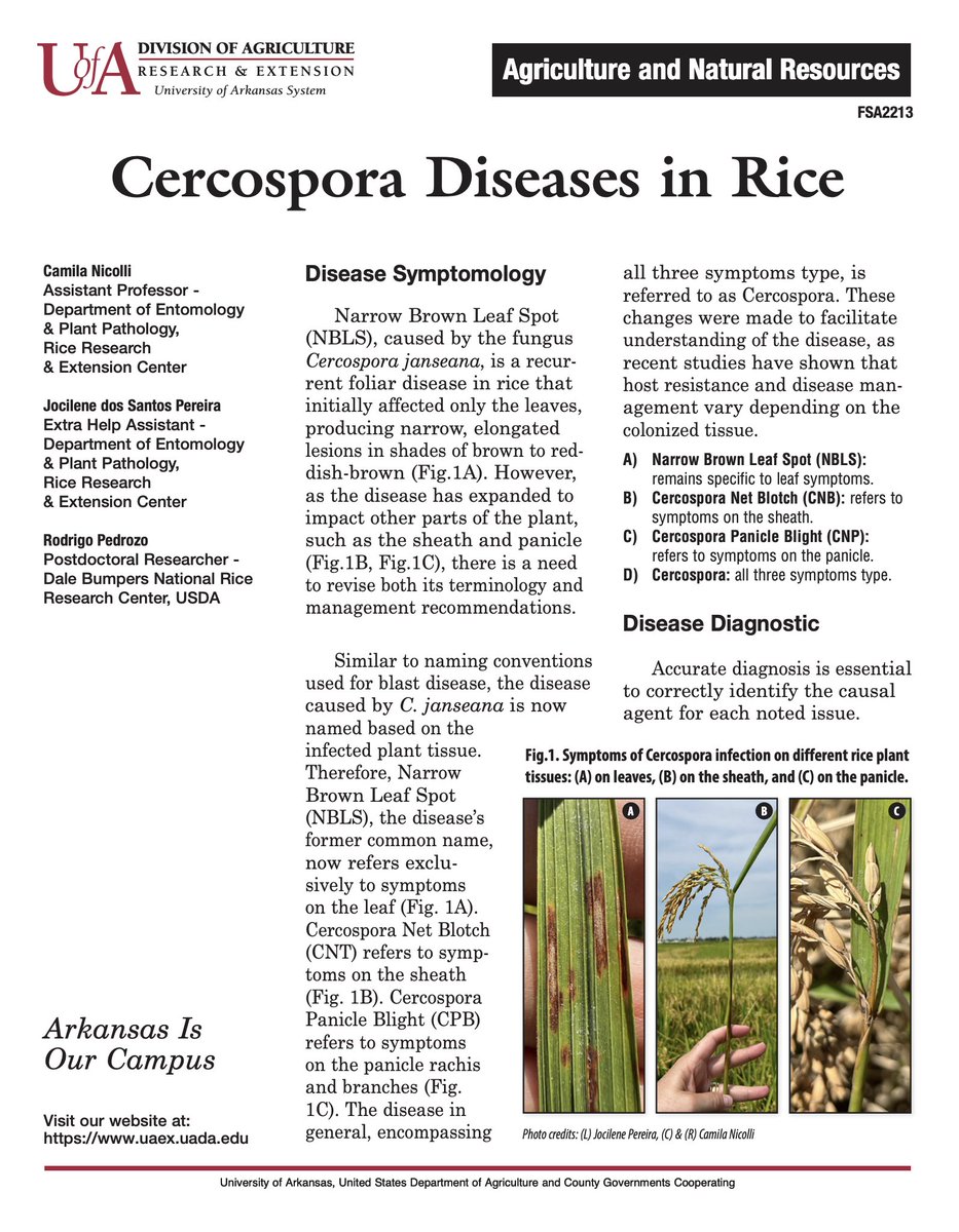 RiceCropCare tweet media