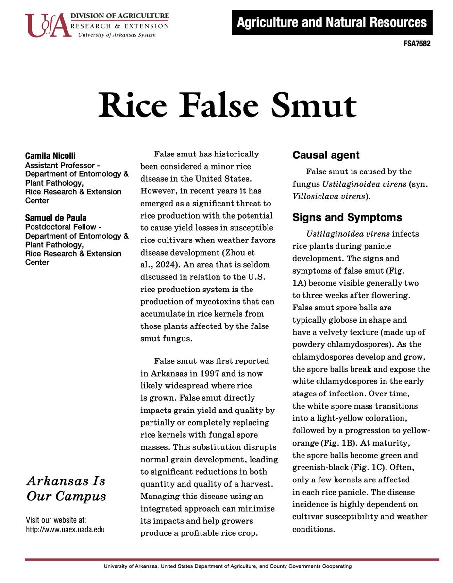Camila Nicolli (@ricecropcare) on Twitter photo 📢 New Rice Disease Fact Sheets! 🌾
🔬 Blast: uaex.uada.edu/publications/p…
🟣 Cercospora: uaex.uada.edu/publications/p…
🌾 False Smut: uaex.uada.edu/publications/p…
Essential info for growers, advisors & researchers! <a href="/ricecropcare/">Camila Nicolli</a> <a href="/ArkAgResearch/">Arkansas Agricultural Experiment Station</a> <a href="/ArkansasEPP/">Arkansas Entomology and Plant Pathology</a> 📢 New Rice Disease Fact Sheets! 🌾
🔬 Blast: uaex.uada.edu/publications/p…
🟣 Cercospora: uaex.uada.edu/publications/p…
🌾 False Smut: uaex.uada.edu/publications/p…
Essential info for growers, advisors & researchers! <a href="/ricecropcare/">Camila Nicolli</a> <a href="/ArkAgResearch/">Arkansas Agricultural Experiment Station</a> <a href="/ArkansasEPP/">Arkansas Entomology and Plant Pathology</a>