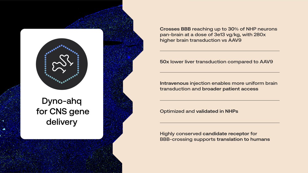 Dyno_Tx's tweet image. Here’s a recap of the data we presented at #ASGCT25 this afternoon on our newest brain capsid: Dyno-ahq! As shared by Dr Mugdha Deshpande in her talk, Dyno-ahq is a breakthrough capsid for CNS delivery, with pan-brain tropism and exceptional liver detargeting.
You can learn more…