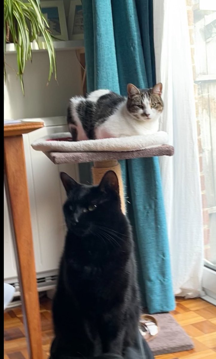 Today is exactly 5 years since I let these two idiots share my home