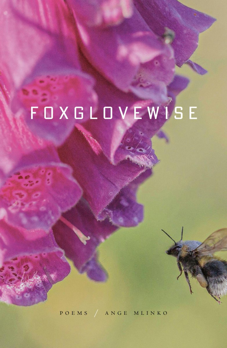 The Hudson Review (@thehudsonreview) on Twitter photo Among contemporary poets with a formalist instinct, Ange Mlinko surely stands out as the most accomplished discoverer of rhymes since—well, perhaps since Byron.
—Bruce Whiteman reviews Foxglovewise by Ange Mlinko <a href="/fsgbooks/">Farrar,Straus&Giroux</a> tinyurl.com/32y74m6n Among contemporary poets with a formalist instinct, Ange Mlinko surely stands out as the most accomplished discoverer of rhymes since—well, perhaps since Byron.
—Bruce Whiteman reviews Foxglovewise by Ange Mlinko <a href="/fsgbooks/">Farrar,Straus&Giroux</a> tinyurl.com/32y74m6n