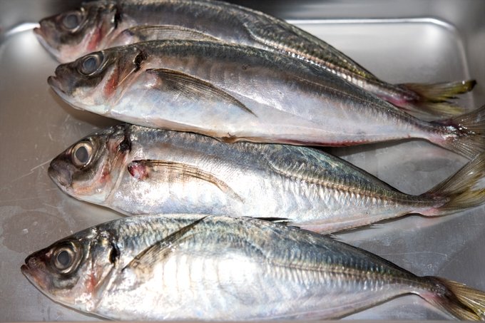 先日豆アジを煮たやつがうまかったので
普通サイズのアジも煮てみた うまい 