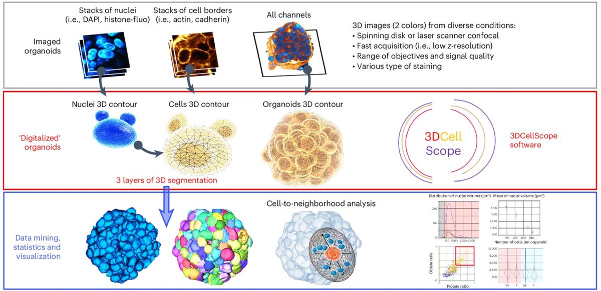 A universal AI-powered pipeline developed by @Beghinteam enables precise 3D analysis of cell morphology and topology within organoid structures.

nature.com/articles/s4159…