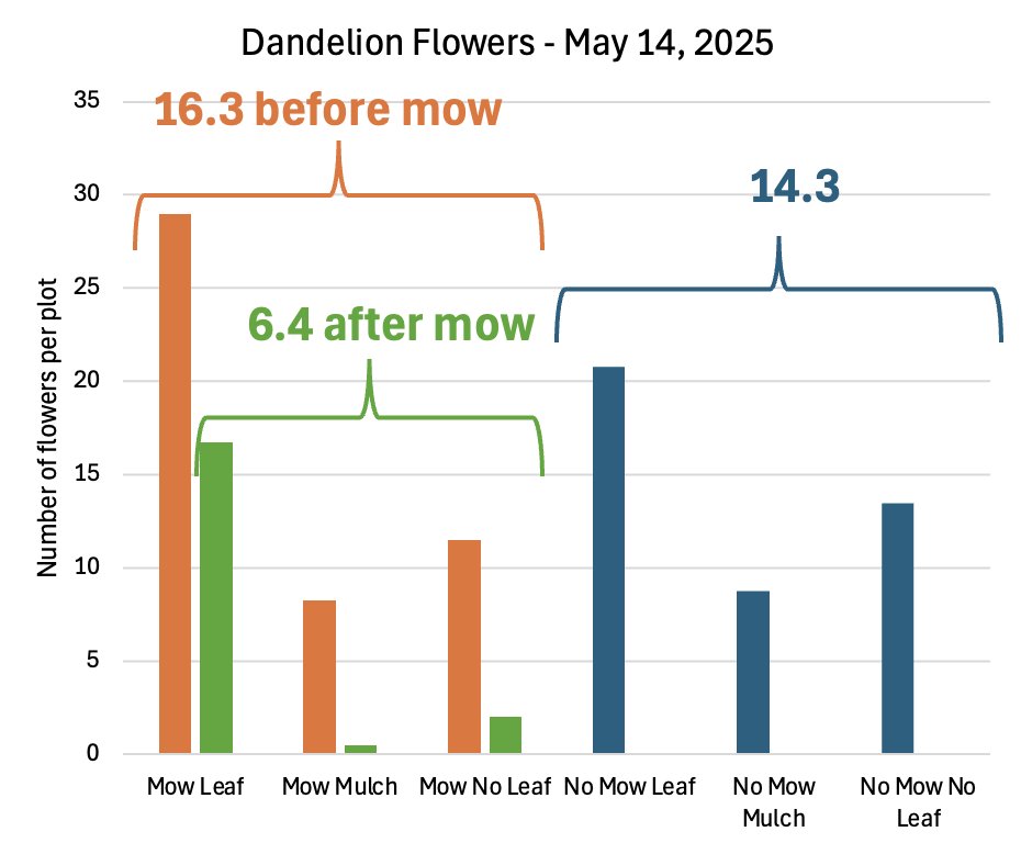 In the #NoMowMay trial, the flowers present at this time are dandelions and we are seeing comparable amounts of flowers in both mowed and no-mow treatments. Obviously, mowing can cut off dandelion flowers, but they regrow quickly. #Know2MowMay means thinking critically about your