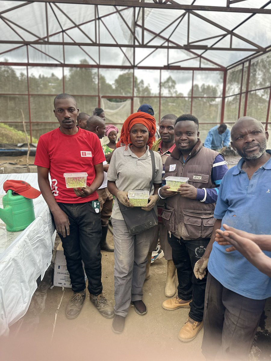 IrMihigo's tweet photo. 🌱 Redémarrage de la #Green_House de #Karuba à #Masisi par  #VIFEDE en accompagnant la #COOPAKA avec le l’appui de @hekseperworld 
Plus de 2000 vitro-plants plantés 🌿, système d'irrigation remis en place . #AgricultureDurable #SécuritéAlimentaire
@FAO @WFPDRC https://t.co/UTOJHkSQDZ