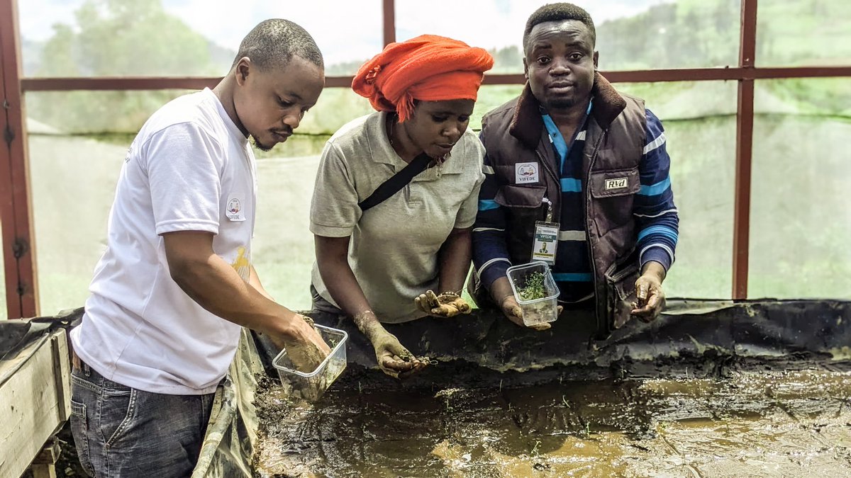 IrMihigo's tweet photo. 🌱 Redémarrage de la #Green_House de #Karuba à #Masisi par  #VIFEDE en accompagnant la #COOPAKA avec le l’appui de @hekseperworld 
Plus de 2000 vitro-plants plantés 🌿, système d'irrigation remis en place . #AgricultureDurable #SécuritéAlimentaire
@FAO @WFPDRC https://t.co/UTOJHkSQDZ