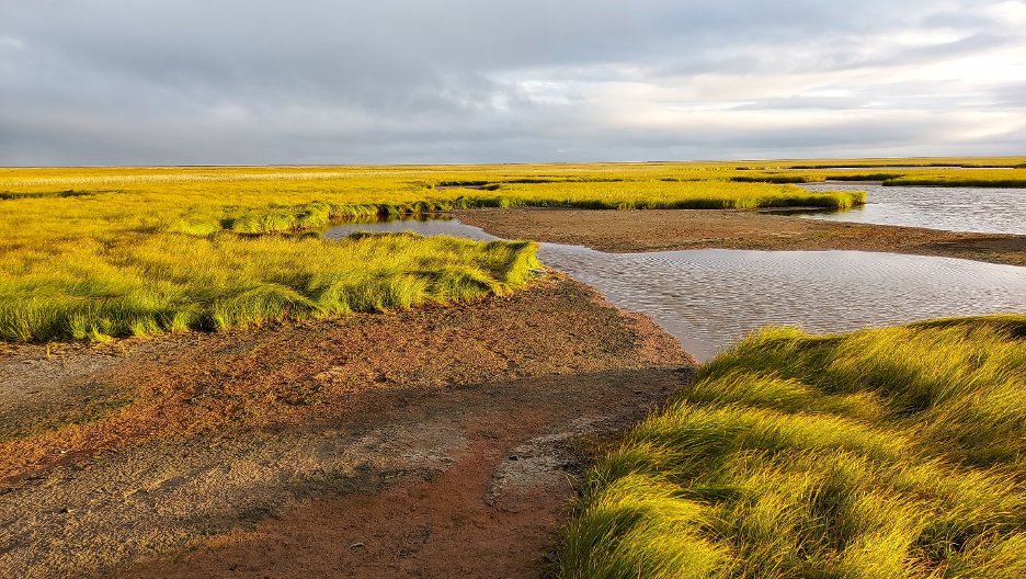 Our new Dataset Highlight features Taylor Saunders' collaborative work studying the influence of goose herbivory on litter decomposition in the Yukon-Kuskokwim River Delta in Alaska! 🌱❄️ Read more here: arcticdata.io/all/news/2025/…