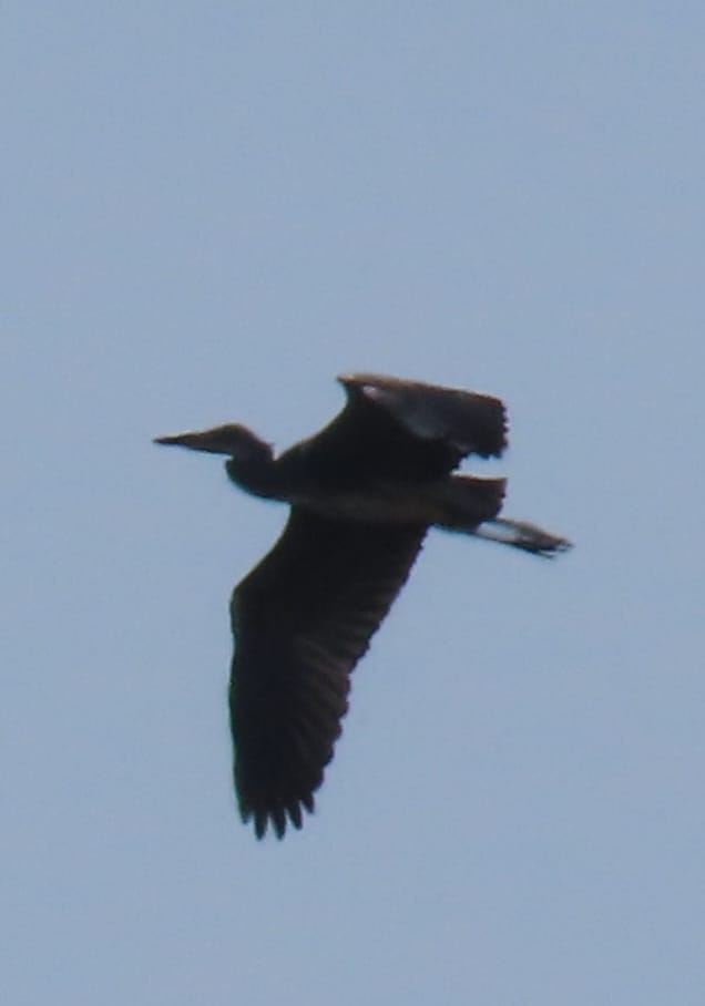 Need some help,  best shot I could get.  Heron type bird flying along Adur in Shoreham being mobbed relentlessly by herring gulls.
Had noticeably small body . Not  grey Heron (too small) or cormorant. Any ideas? <a href="/Natures_Voice/">RSPB</a> <a href="/RSPBEngland/">RSPB England</a>