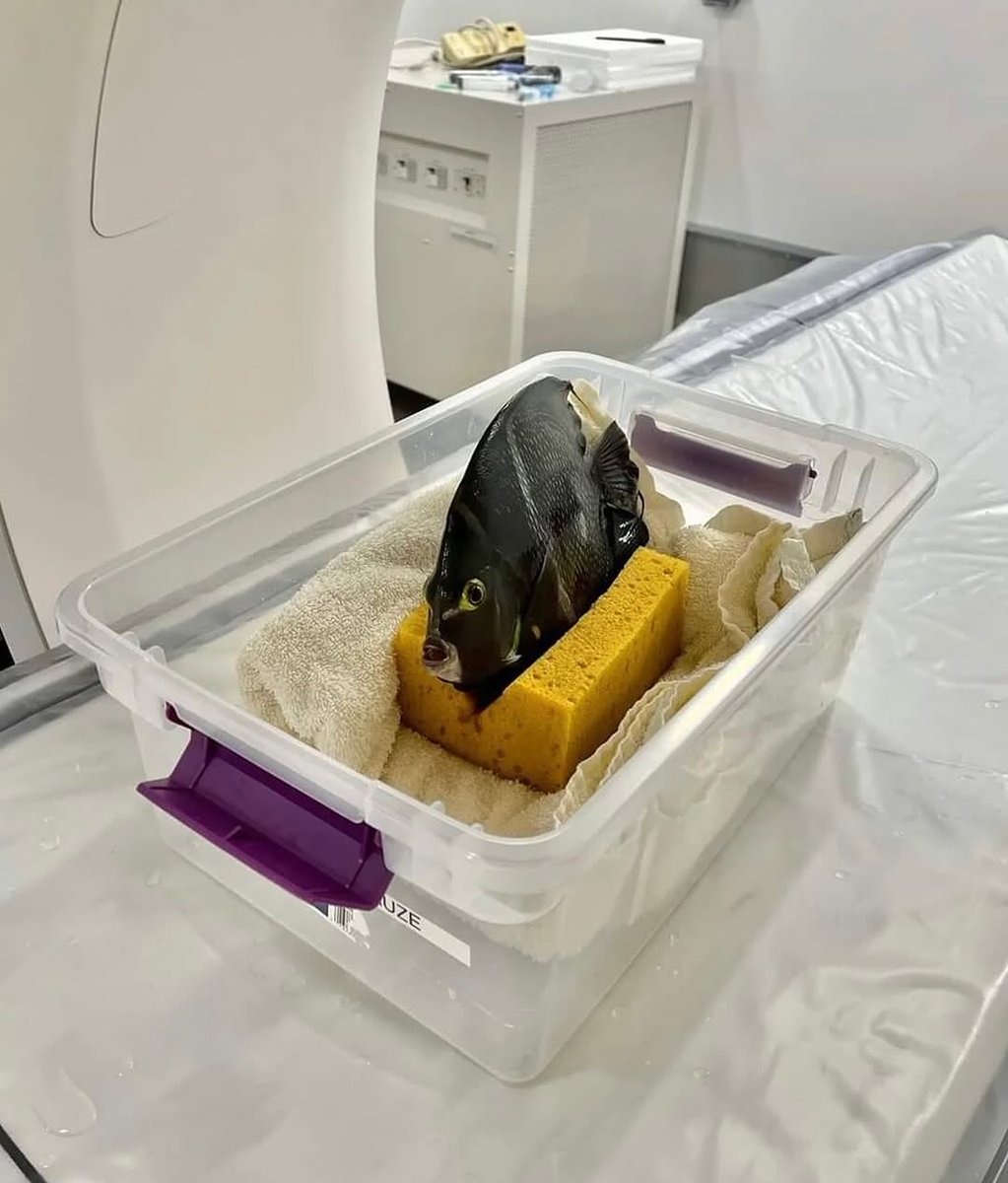 populicc's tweet image. Bazı hayvanların tomografi çektirirkenki halleri: