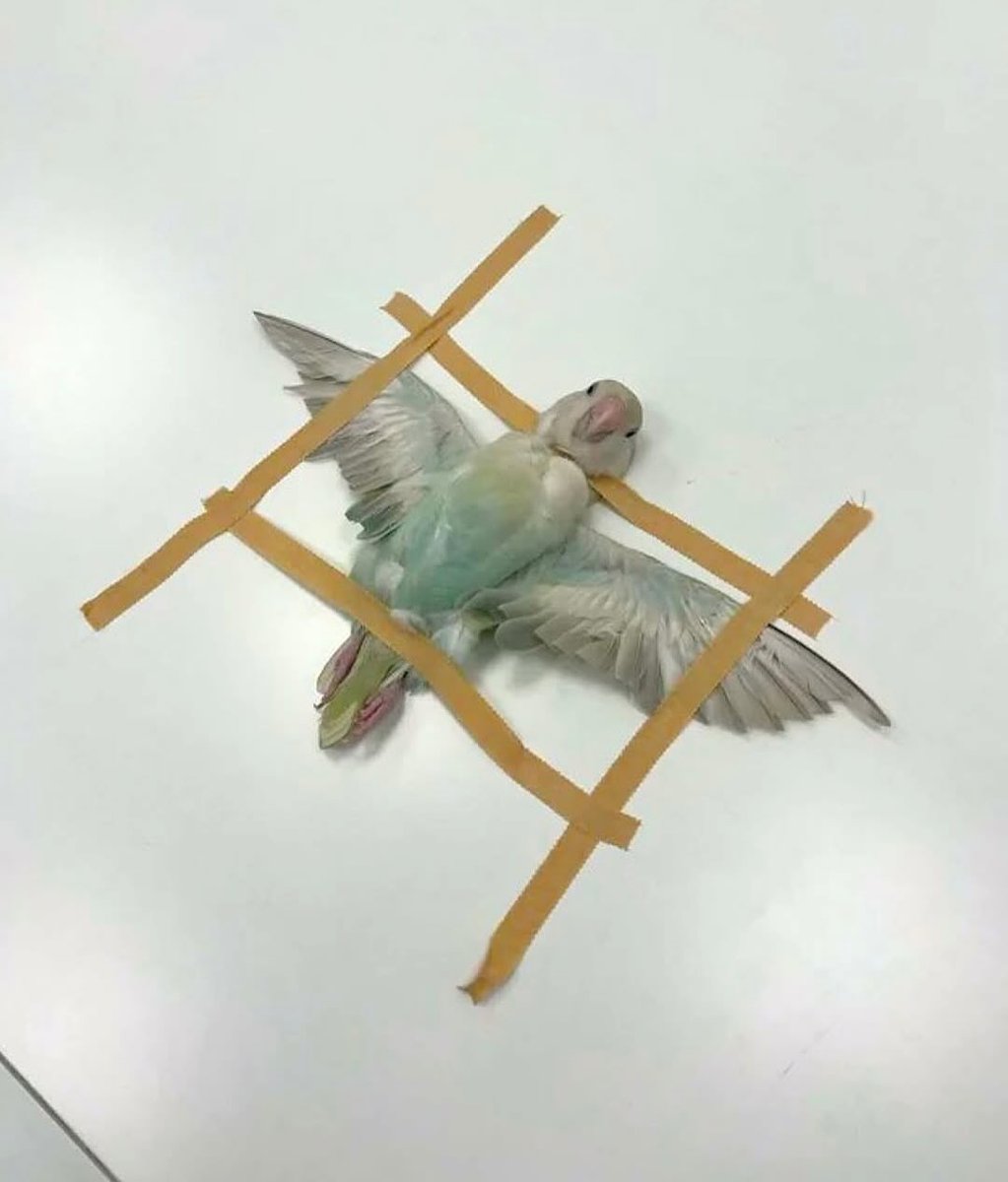 populicc's tweet image. Bazı hayvanların tomografi çektirirkenki halleri: