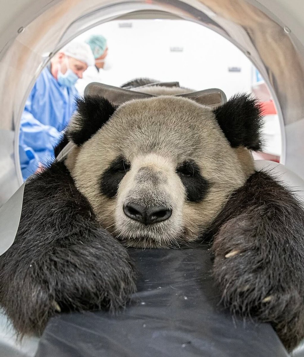 populicc's tweet image. Bazı hayvanların tomografi çektirirkenki halleri: