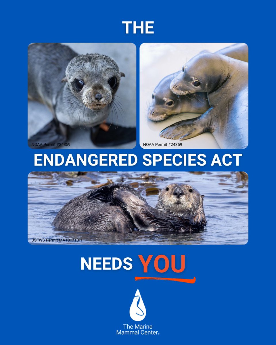 TMMC's tweet image. Please, speak up for wildlife before it’s too late. Help protect the Endangered Species Act at bit.ly/4lPBjog.

#EndangeredSpeciesAct #EndangeredSpecies #WildlifeConservation