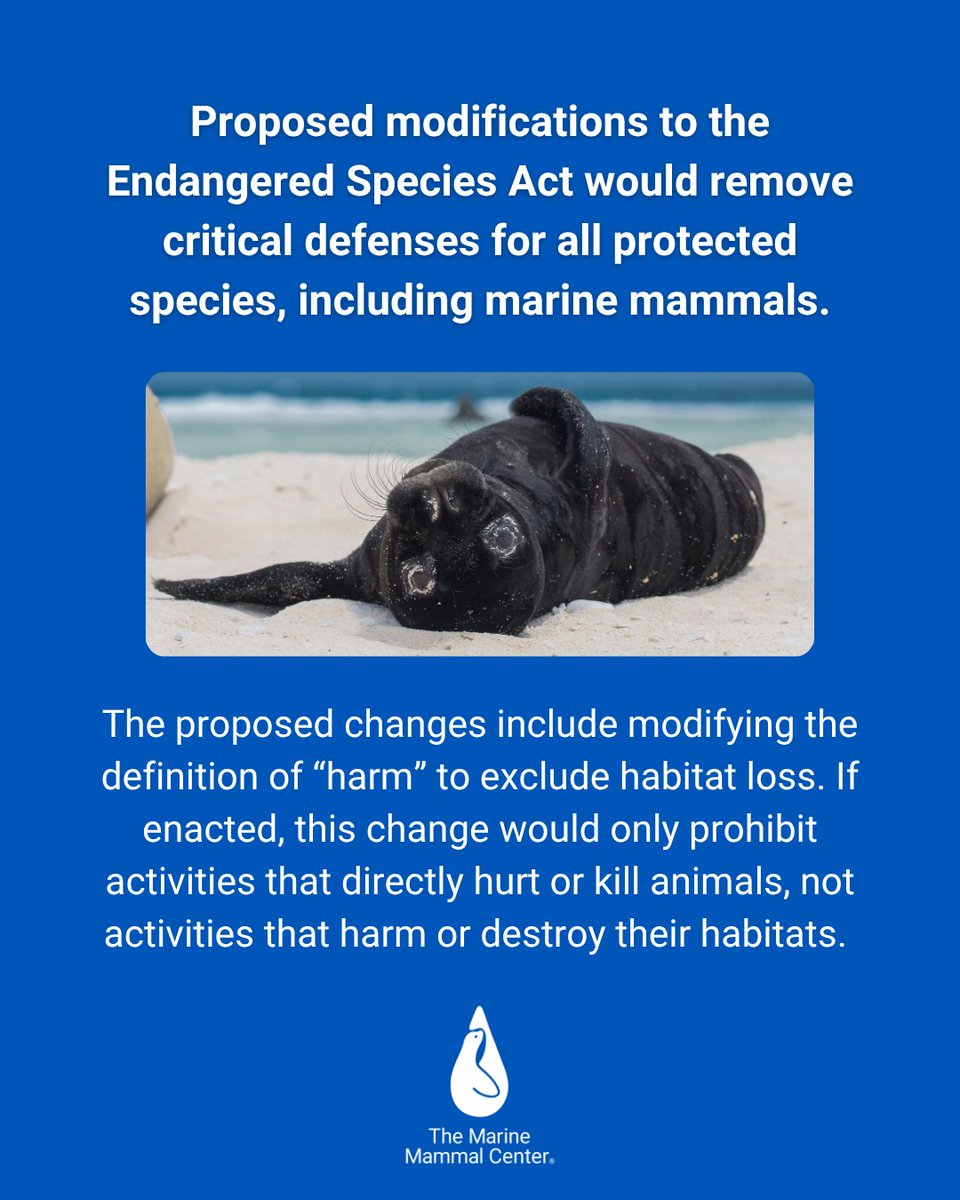 TMMC's tweet image. Please, speak up for wildlife before it’s too late. Help protect the Endangered Species Act at bit.ly/4lPBjog.

#EndangeredSpeciesAct #EndangeredSpecies #WildlifeConservation