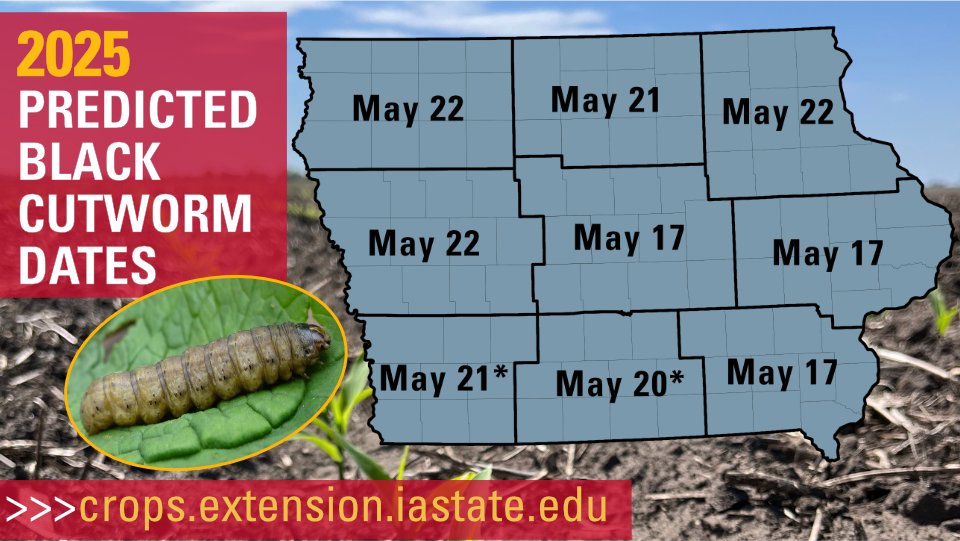 ISU Crop News (@isucropnews) on Twitter photo This is your friendly reminder to keep your eyes 👀 open for potential black cutworm cutting as you are out scouting fields! More info here: crops.extension.iastate.edu/cropnews/2025/…. #ISUCrops <a href="/erinwhodgson/">Erin Hodgson</a> <a href="/ashleyn_dean/">Ashley Dean</a> This is your friendly reminder to keep your eyes 👀 open for potential black cutworm cutting as you are out scouting fields! More info here: crops.extension.iastate.edu/cropnews/2025/…. #ISUCrops <a href="/erinwhodgson/">Erin Hodgson</a> <a href="/ashleyn_dean/">Ashley Dean</a>
