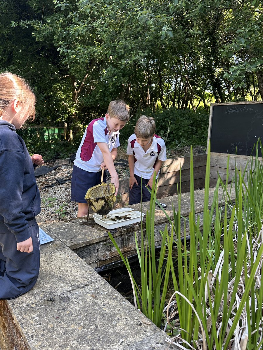 KESBathJunior's tweet image. Year 5 were busy up at our dipping ponds today, consolidating their learning about life cycles and the metamorphosis of amphibians.