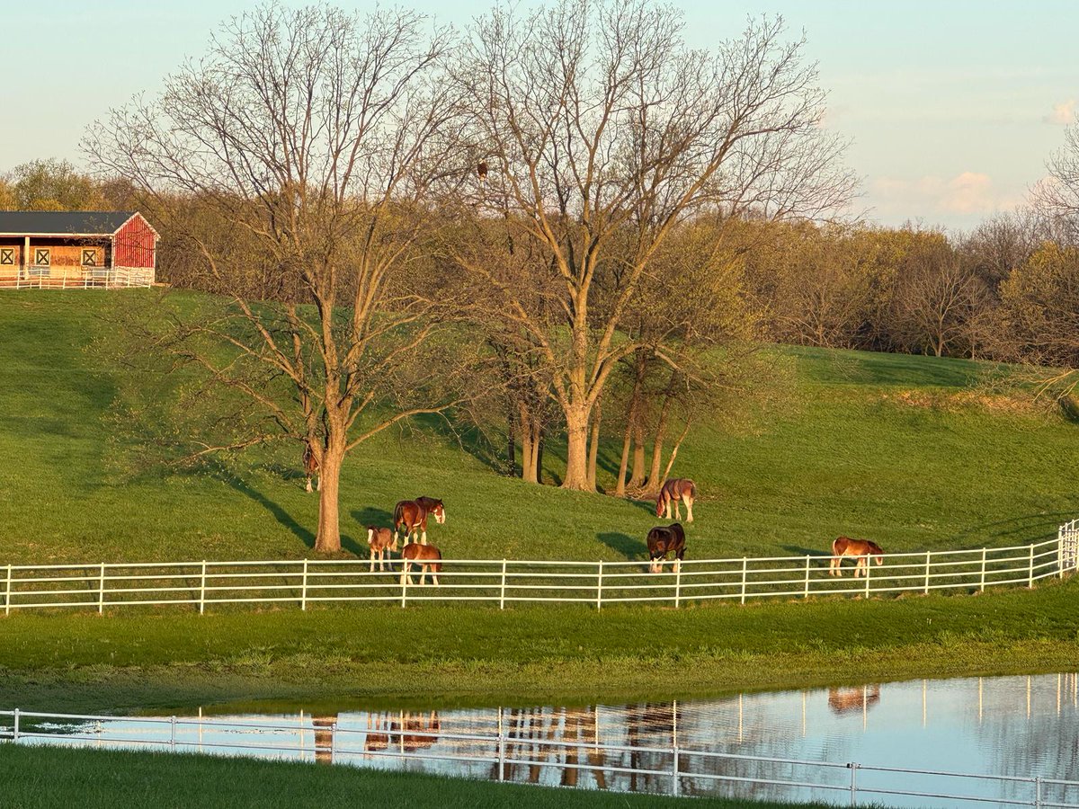 It's #NationalEagleDay! Comment a 🦅 below when you spot the Eagle in the trees.