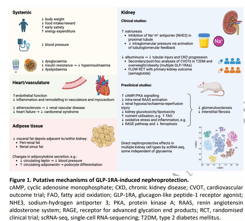 🤩Nephroprotective GLP1 RA-Ways in which they are kidney protective 

doi.org/10.1093/ndt/gf…

<a href="/NDTsocial/">NDT</a> <a href="/hjanders_hans/">Hans-Joachim Anders</a>