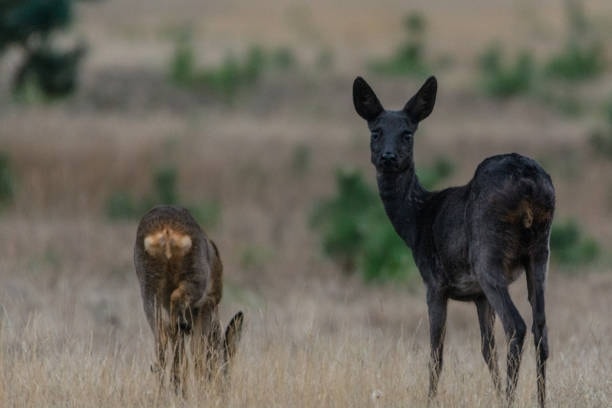 🟠 La codicia manchada de sangre: Más de 8.000 euros por arrancar una vida en Salamanca.
La "rareza" de este corzo debería haber inspirado admiración y protección, no un precio para su cabeza.

¡Basta de muertes!
#NoAlaCaza #SiAlaVida #BastaYa 

Noticia: goo.su/G08qGx