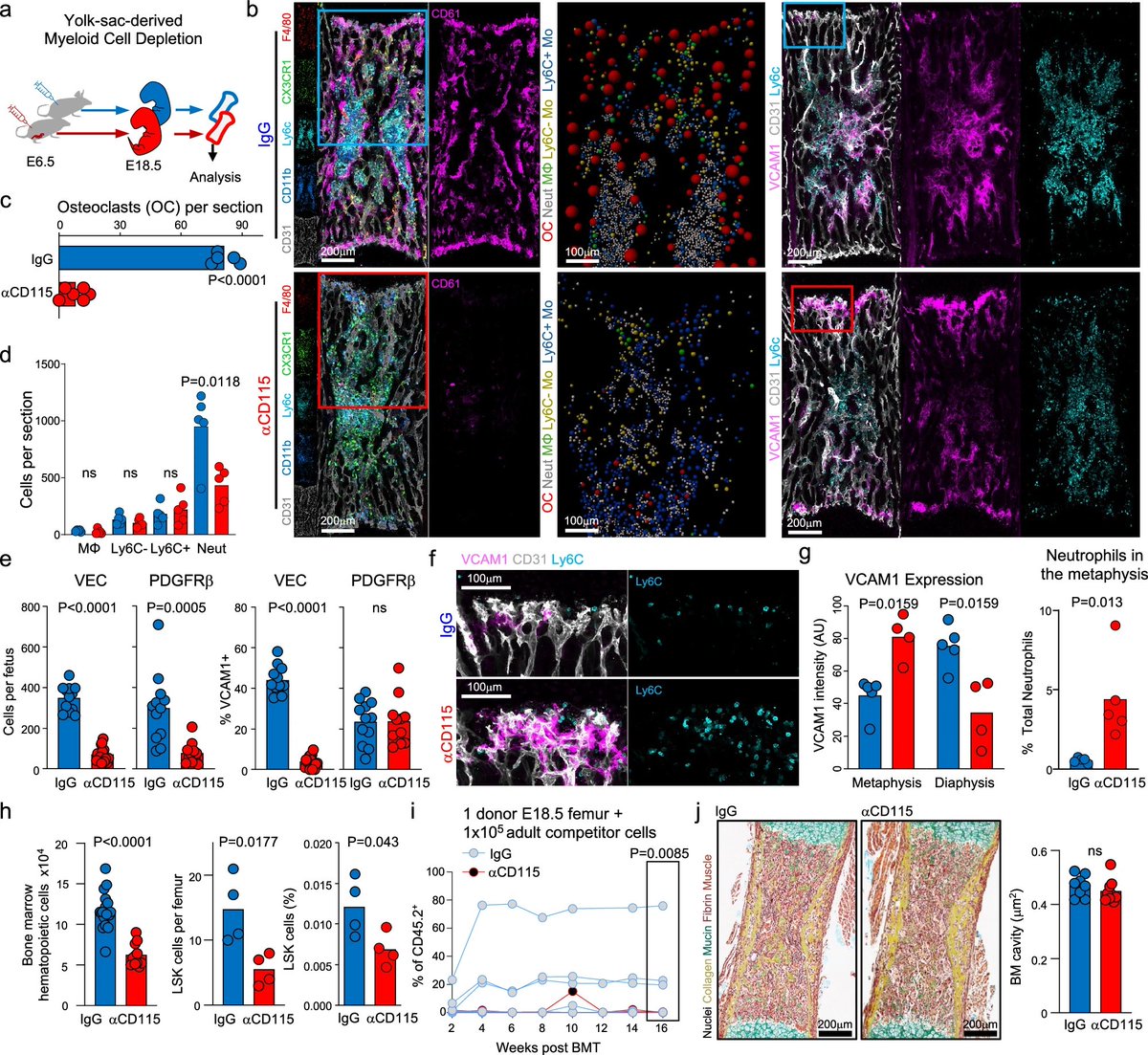 Waggoner Lab (@labwaggoner) on Twitter photo Congrats <a href="/CincyResearch/">Cincinnati Children’s Research</a> <a href="/CincyImmunology/">CCHMC Immunology Grad Program</a> <a href="/HeyBeyn/">Ben Weinhaus</a> <a href="/DanielL84885058/">Daniel Lucas</a> on their work in <a href="/NatureComms/">Nature Communications</a>
Differential regulation of fetal bone marrow and liver hematopoiesis by yolk-sac-derived myeloid cells
nature.com/articles/s4146… Congrats <a href="/CincyResearch/">Cincinnati Children’s Research</a> <a href="/CincyImmunology/">CCHMC Immunology Grad Program</a> <a href="/HeyBeyn/">Ben Weinhaus</a> <a href="/DanielL84885058/">Daniel Lucas</a> on their work in <a href="/NatureComms/">Nature Communications</a>
Differential regulation of fetal bone marrow and liver hematopoiesis by yolk-sac-derived myeloid cells
nature.com/articles/s4146…