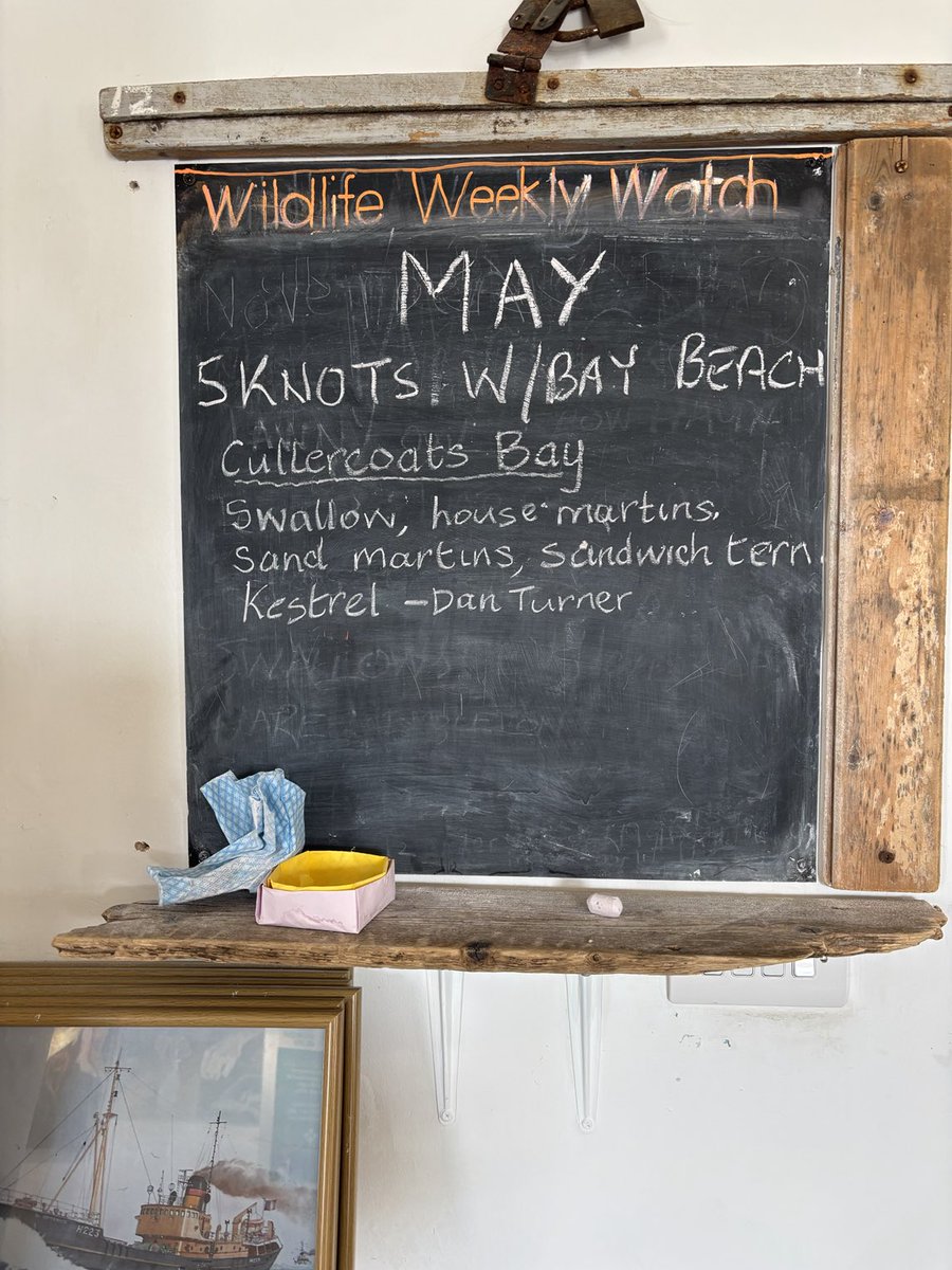 Old Low Light 💙 (@old_lowlight) on Twitter photo Thanks to <a href="/DanT_Coast/">Dan Turner</a> for updates to the Wildlife Weekly Watch board in the cafe. Still space for more additions. Thanks to <a href="/DanT_Coast/">Dan Turner</a> for updates to the Wildlife Weekly Watch board in the cafe. Still space for more additions.