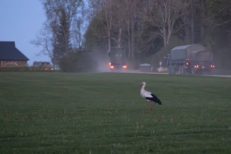 NATO convoys roll towards exercise #Hedgehog2025. A stork hunts in the grass, totally unfazed.

Estonia in balance.