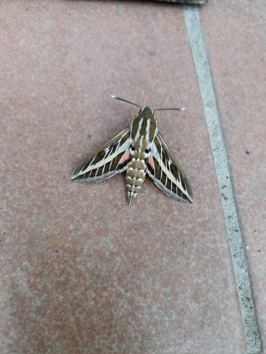 Gentilissimo <a href="/Nicola_Bressi/">Nicola Bressi</a>, ho trovato questo bel esemplare all'ingresso di casa. Qual è il nome di tale meraviglia?