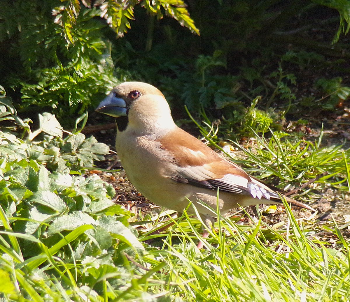 Parula (@tireebirder) on Twitter photo This female Hawfinch dropped in to the Balephuil #Tiree garden late afternoon to make the most of the feeders. Also a Carrion Crow (rare here) at Loch an Eilein this morning <a href="/BirdGuides/">BirdGuides</a> <a href="/PatchBirding/">Patchwork Challenge</a> This female Hawfinch dropped in to the Balephuil #Tiree garden late afternoon to make the most of the feeders. Also a Carrion Crow (rare here) at Loch an Eilein this morning <a href="/BirdGuides/">BirdGuides</a> <a href="/PatchBirding/">Patchwork Challenge</a>