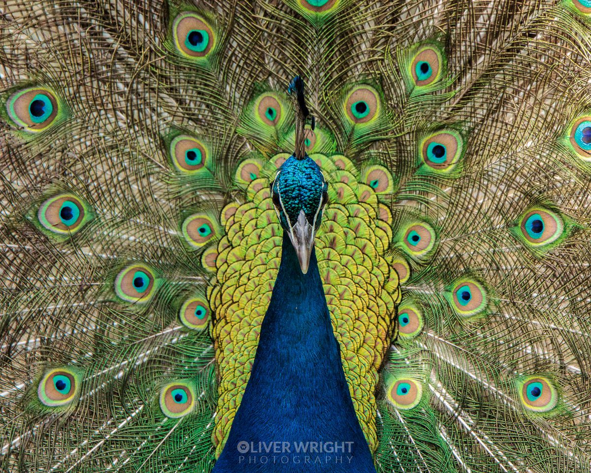 Oliver C Wright tweet media