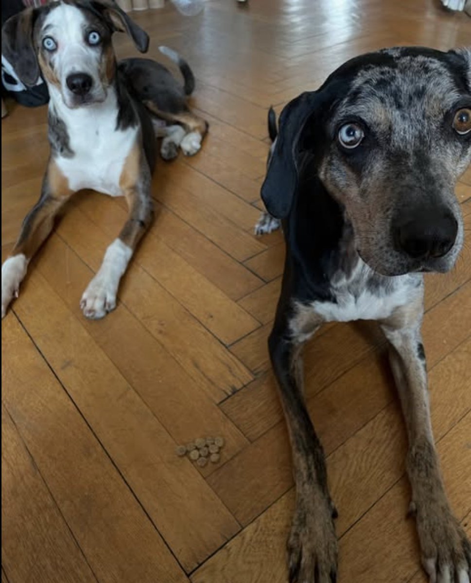 Beuys on Sale (Bongoût) tweet media