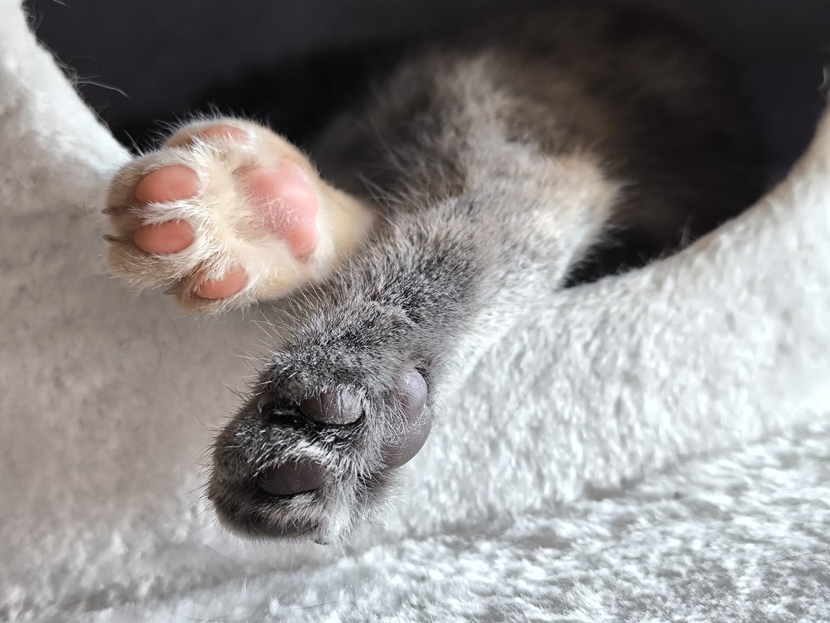 Krueminxler's tweet photo. #Pfoto 😻 https://t.co/x8oqhiMvi7