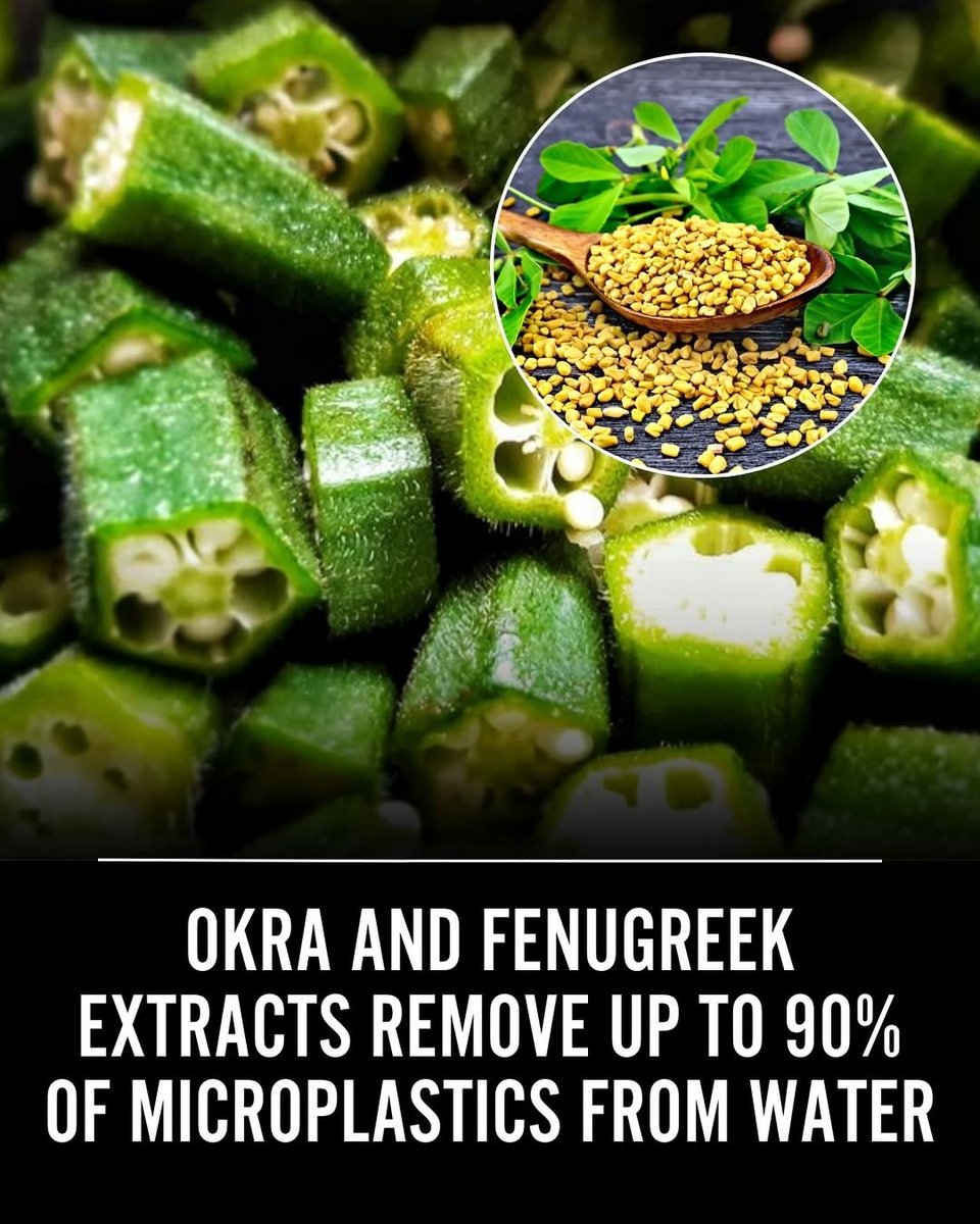 Researchers at Tarleton State University have discovered that natural extracts from okra and fenugreek can effectively remove microplastics from various water sources. These plant-based polysaccharides attract and clump microplastics, facilitating their removal without