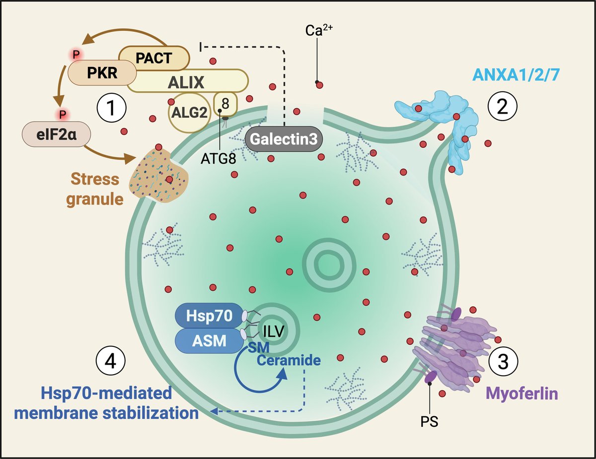 Excited to share our latest review "Lysosomal Repair in Health and Disease". We summarized how cells repair lysosomal damage via 4 distinct strategies and discussed the implications for aging, neurodegeneration, cancer, infection, and more.
Open access: onlinelibrary.wiley.com/doi/10.1002/jc…