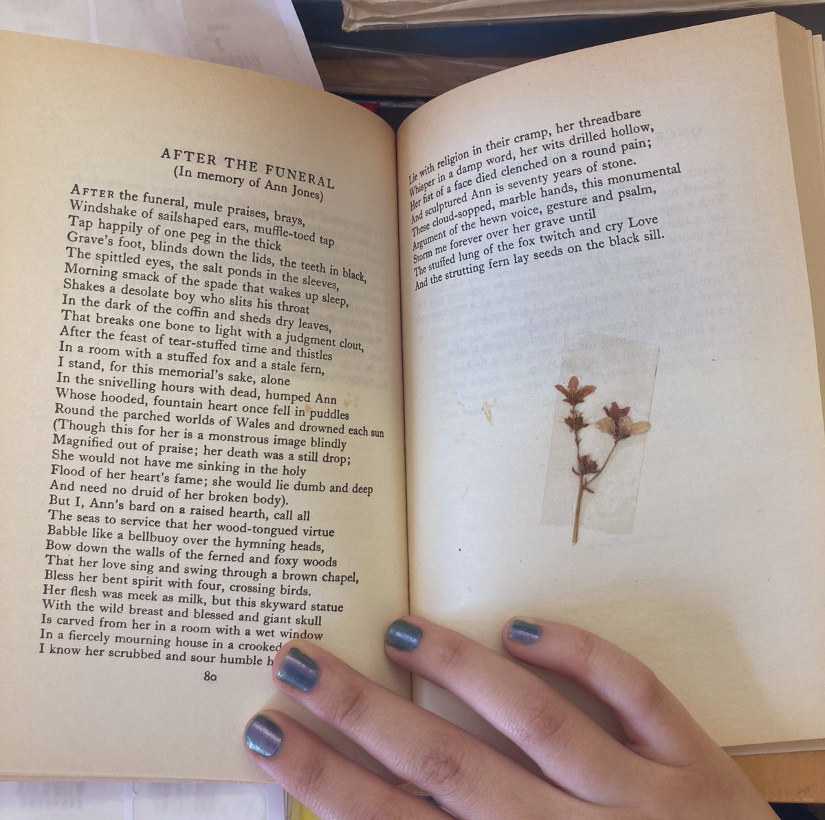 In the bookshop today: a pressed flower in a Dylan Thomas collection from 1971