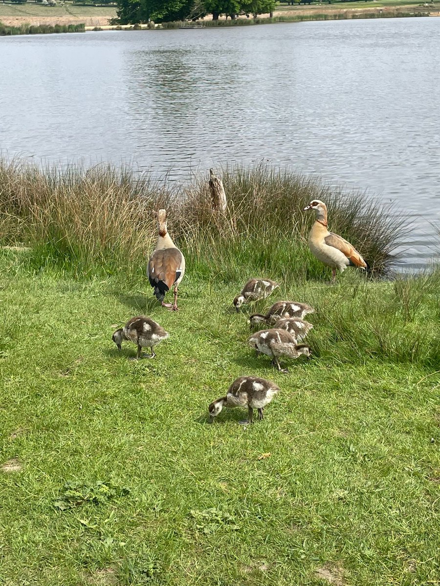 We have a weekly Women’s Group for women living with mental health conditions. They do a peer check in and an activity.
Last week they went to Richmond Park and enjoyed a walk and ice cream.
#MentalHealthAwarenessWeek
