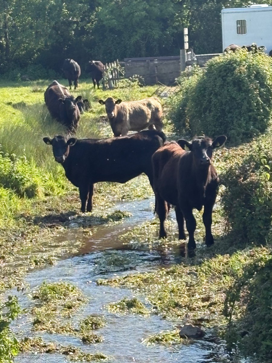 Doing great science requires a great team. Introducing Dr Ana Castro-Castellon NERC QUANTUM PDRA, freshwater ecology and chemistry specialist with field electronics skills. Picture after getting all 45 motors working on our stream isotope experiment. Great working with you, Ana!