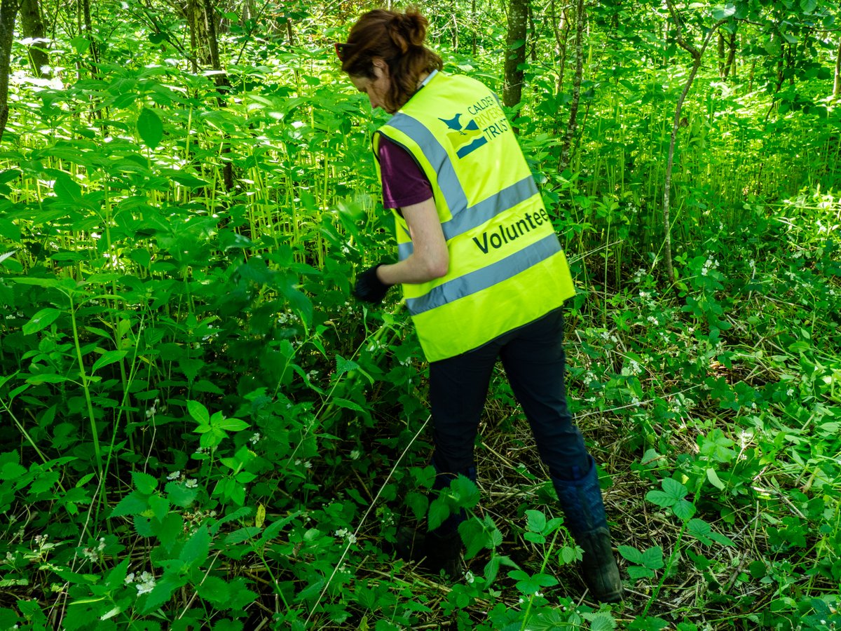 RiverCalder's tweet image. This week is INNS week!🌱 🦞
Invasive Non-Native Species like Himalayan balsam, Japanese knotweed, and signal crayfish threaten our native wildlife, damage riverbanks, and disrupt ecosystems.
Download INNS mapper here and start reporting your sightings: zurl.co/gEmKG