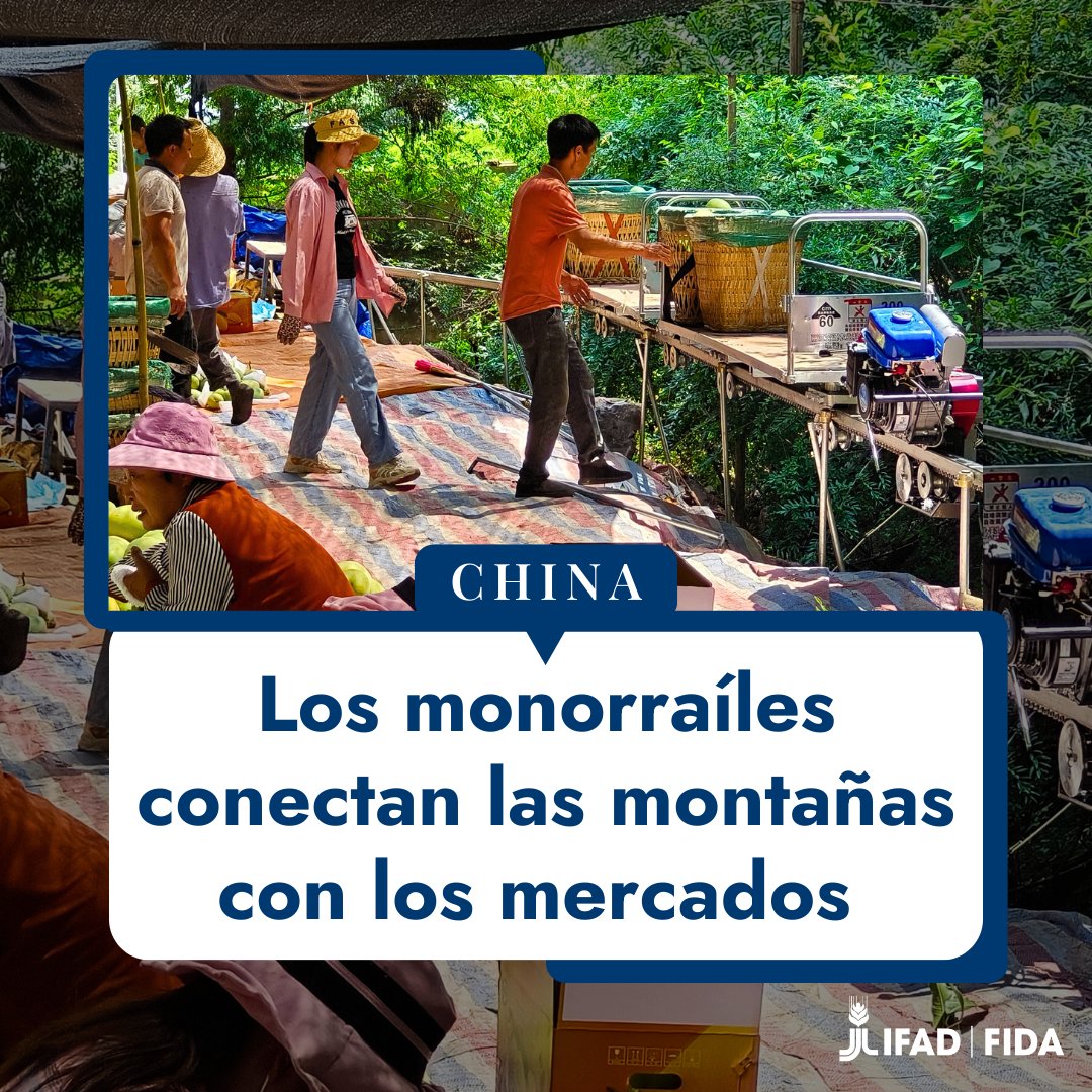 IFADespanol's tweet image. Las montañas no son barreras, son oportunidades.⛰️
En la provincia china de Yunnan 🇨🇳, un sistema de monorraíl está transformando vidas, conectando los huertos de mangos con los mercados y llevando prosperidad a las comunidades rurales.
💻ow.ly/20jY50V2Je7