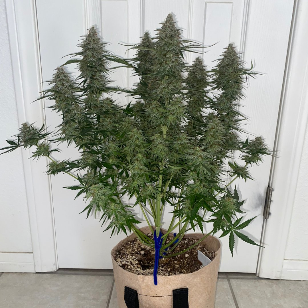Auto_Seeds's tweet image. Granddaddy Purple harvested at 73 days 🔥 

Frosty, fast, and funky with sour grape, candy, and fuel notes 🍇🍭⛽

Large rock hard colas pulling a total of 2-3oz ⚖️

🧑‍🌾 KingRatt (via autoflower.org)

#superautoseeds #granddaddypurple #autoflower #autoflowercommunity
