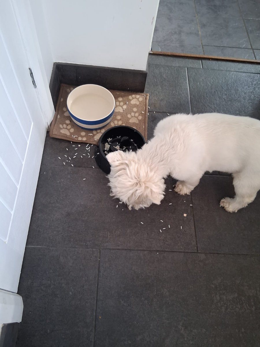 Enjoyin my chiggen and rice diet. Thought I would make a mess today 🙂‍↕️