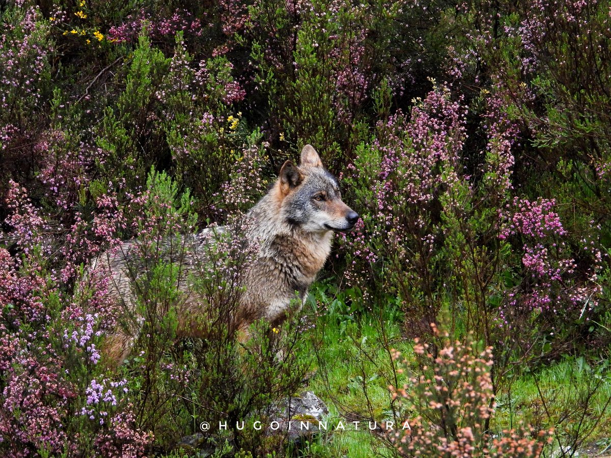 Qué ser tan extraordinario que en su lamento escuchamos la montaña y en su presencia vemos algo ancestral. Qué ser tan majestuoso que logra reflejar un equilibrio y nos conecta con los secretos de la tierra.

Qué ser, amigo lobo.