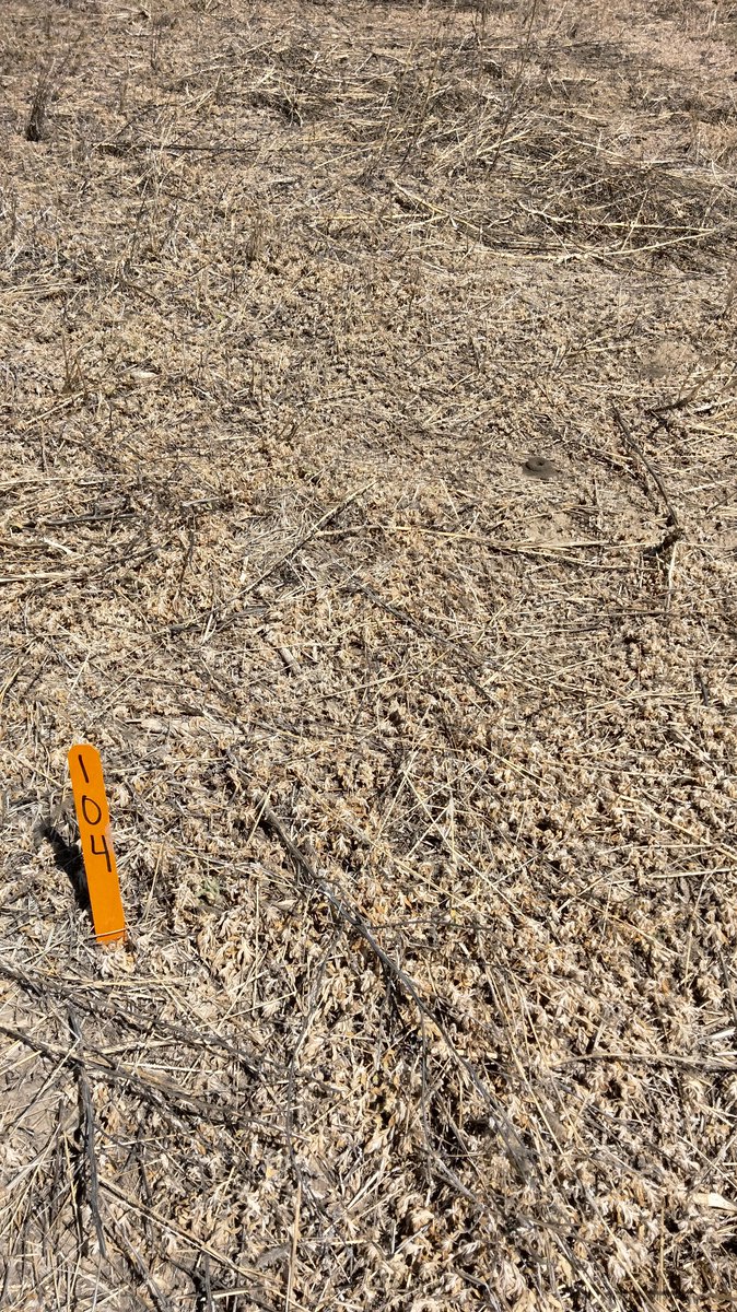 This PPO-inhibiting herbicide will be a game changer for kochia control. Photos 2 weeks after application.